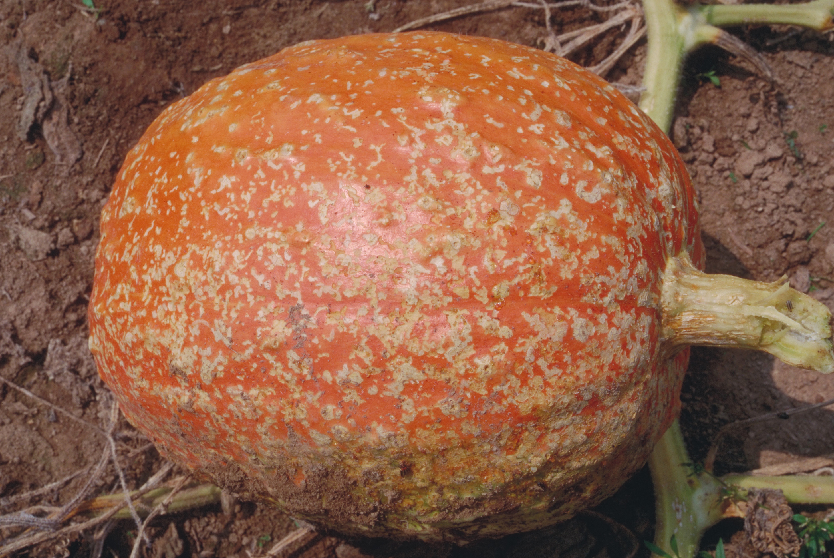 Cucumber beetle damage to pumpkin fruit.