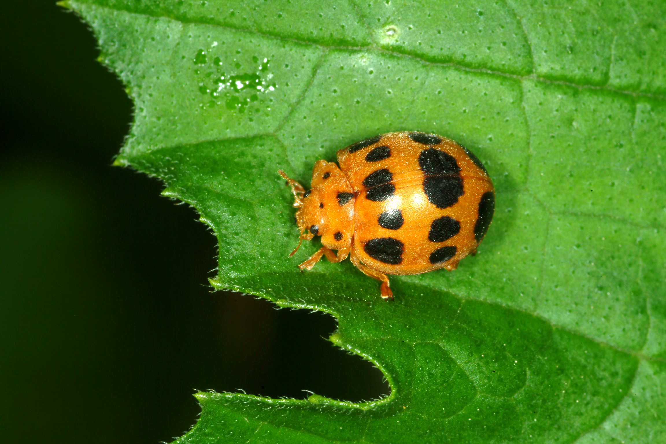 Squash beetle