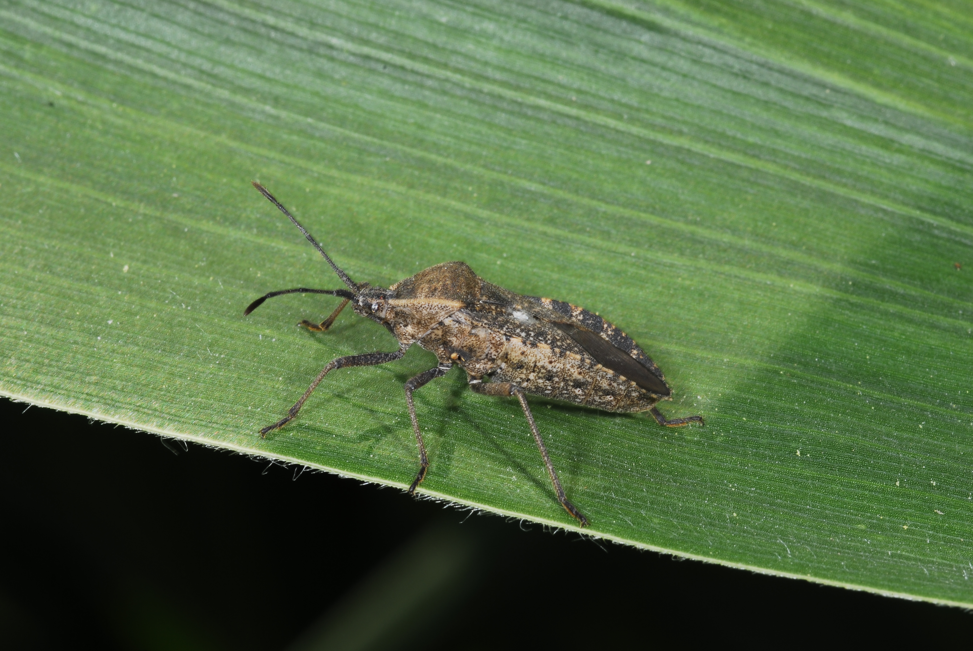 Squash bug