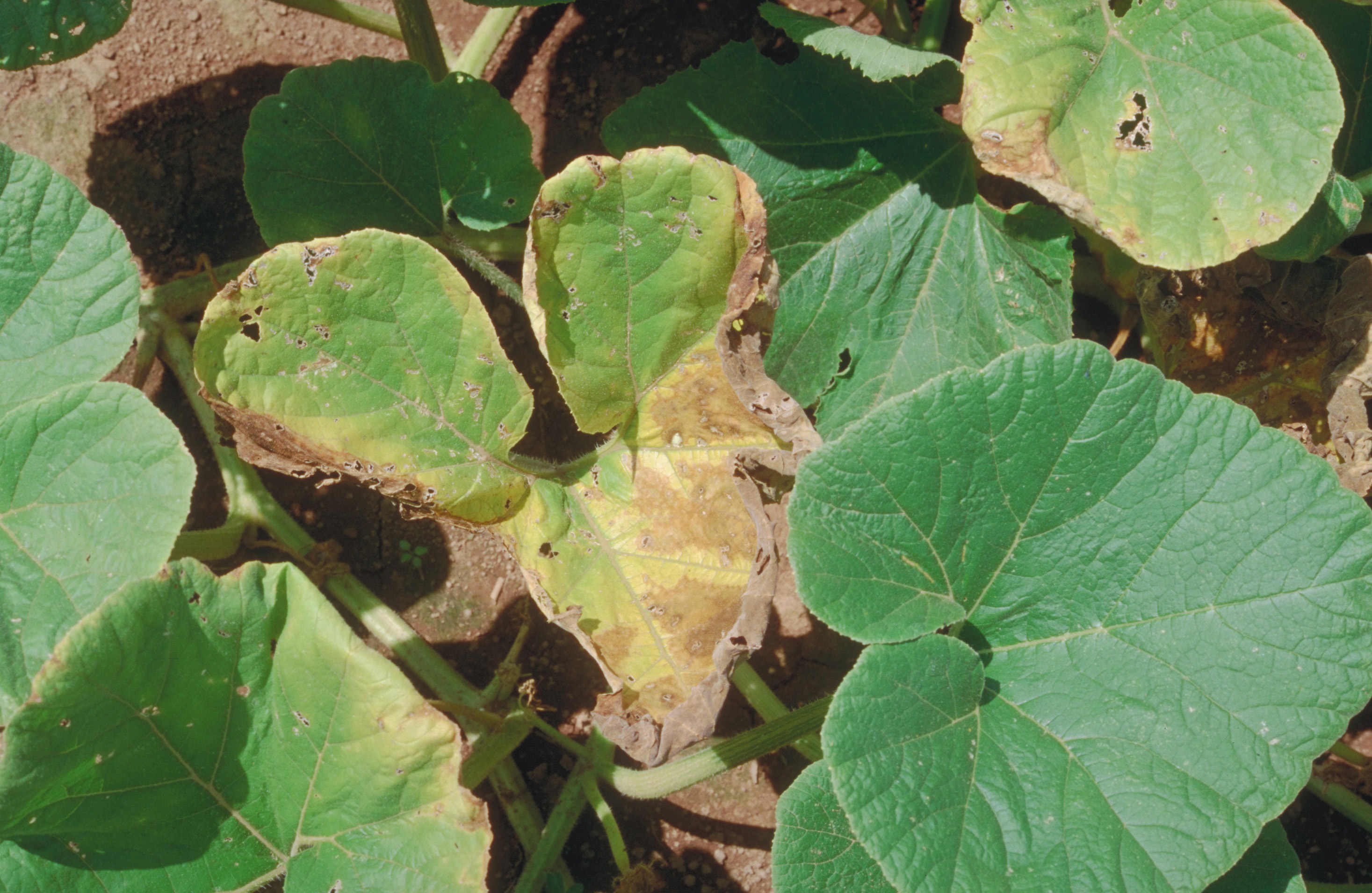 Squash bug damage.