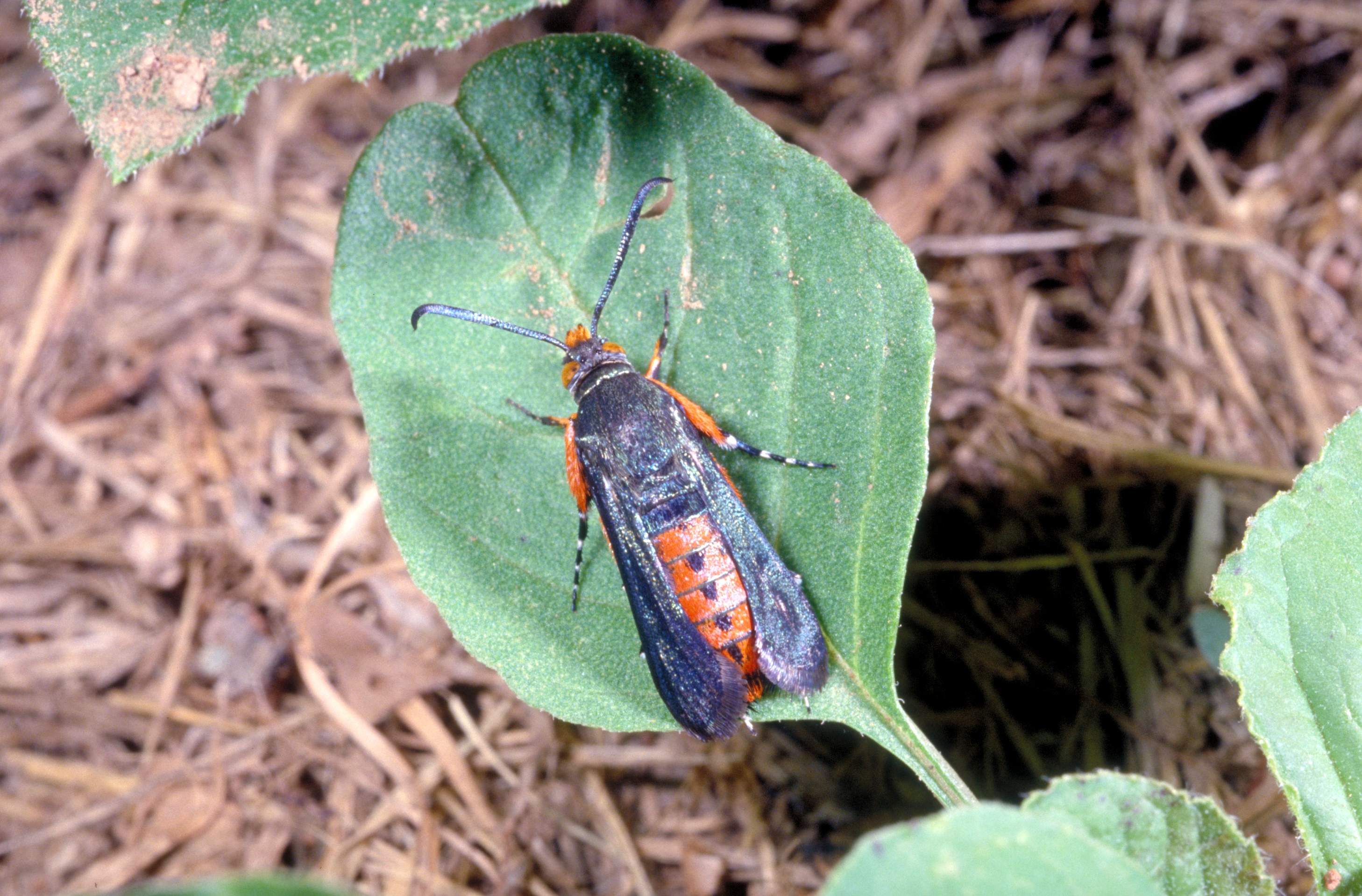 Squash vine borer moth.