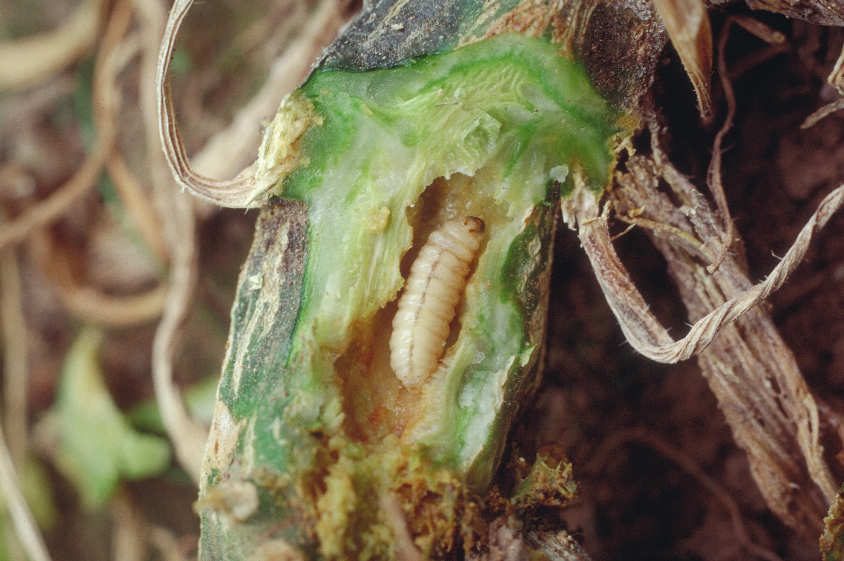 Squash vine borer