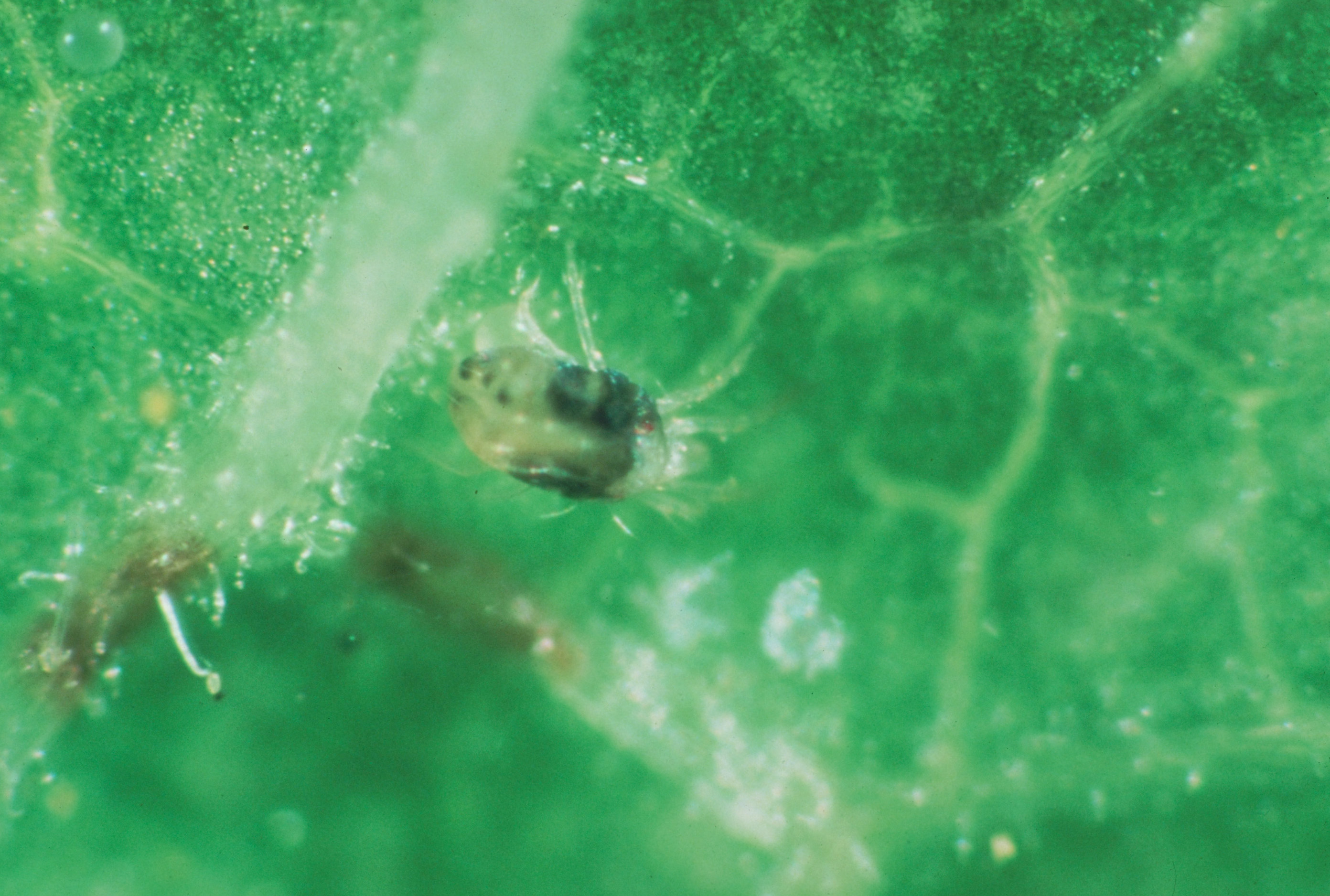 Two-spotted spider mite