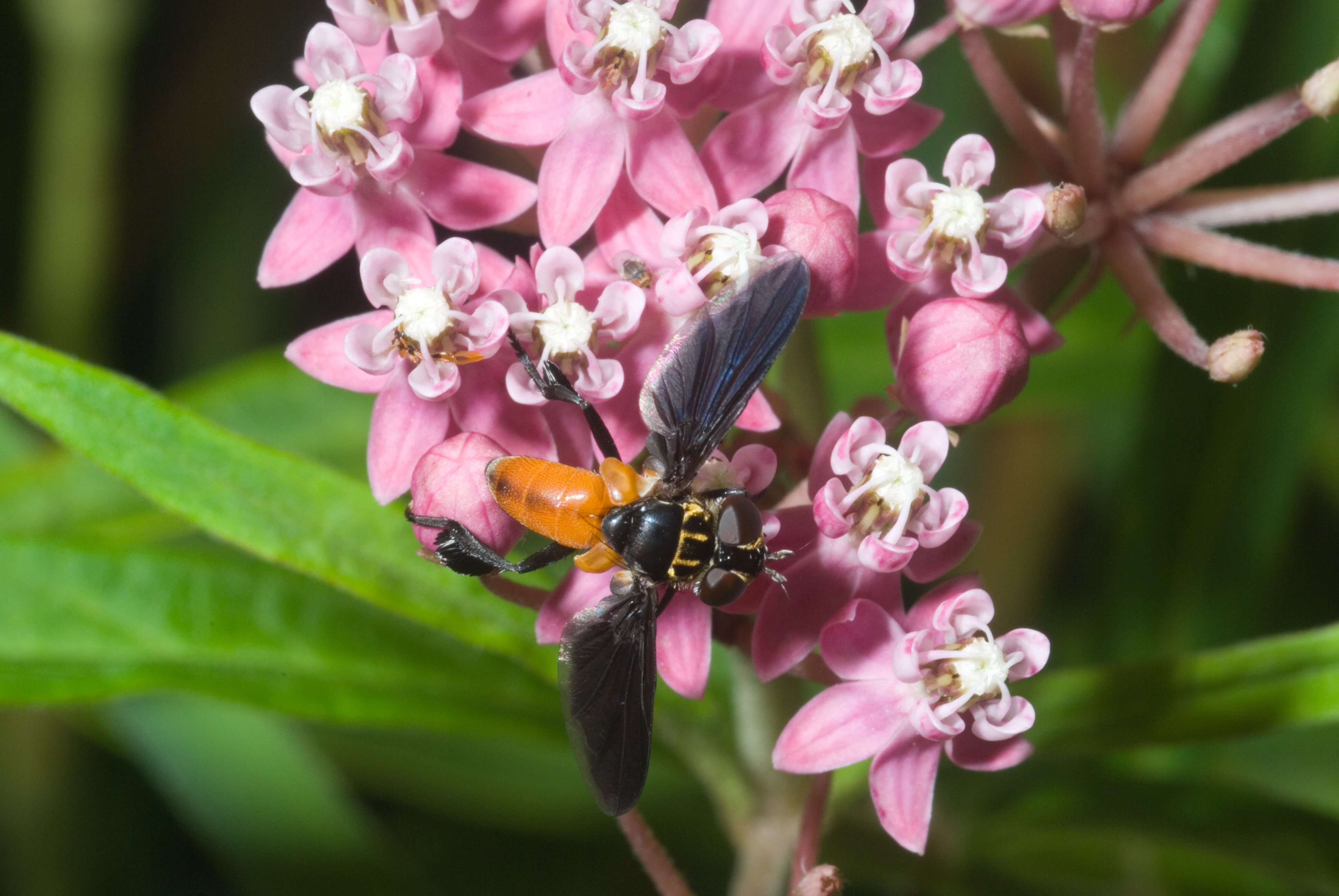 Trichopoda pennipes