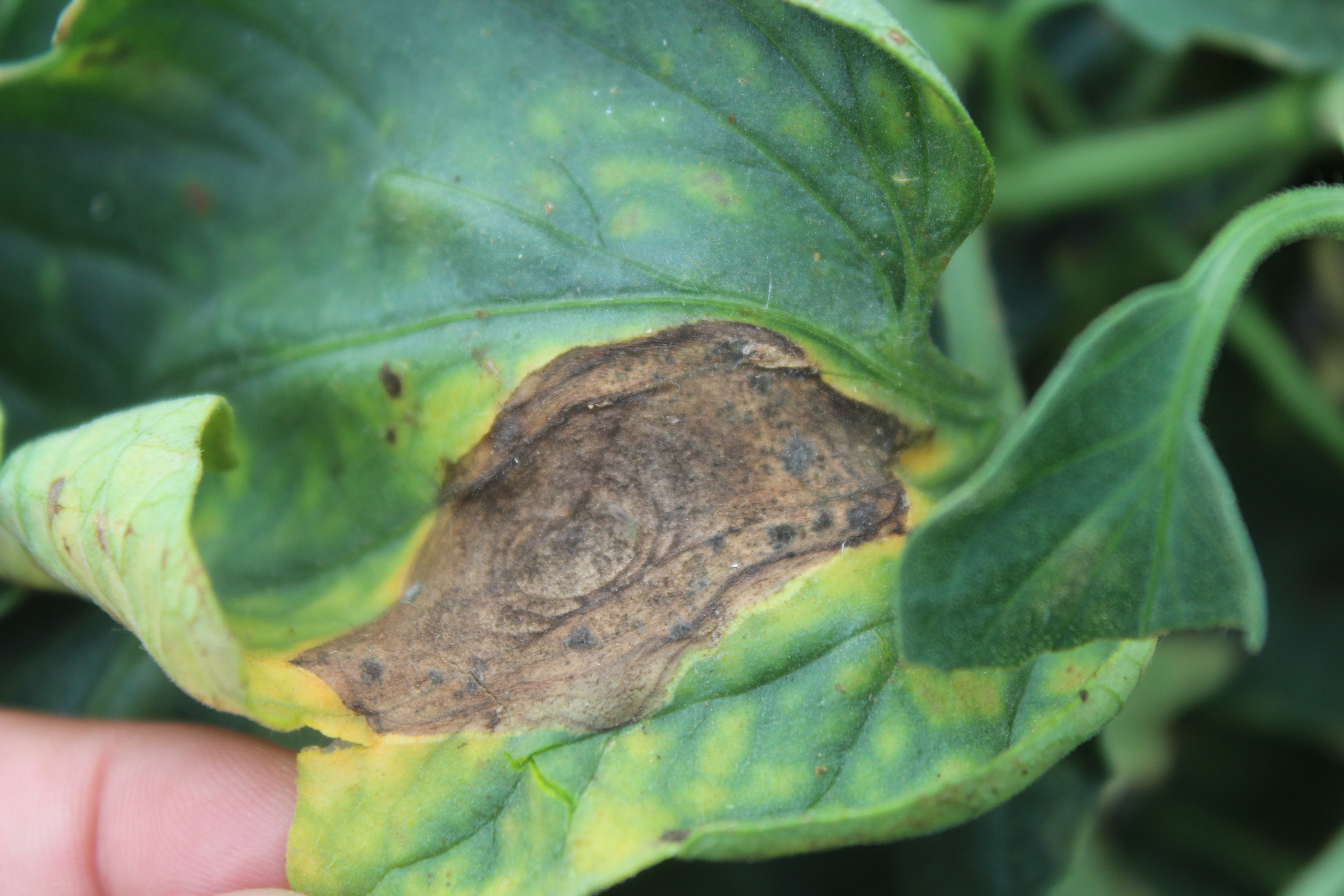 Early blight on tomato foliage.