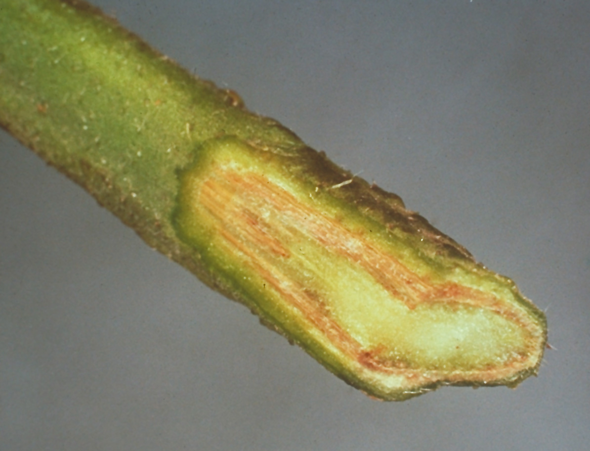 Fusarium wilt