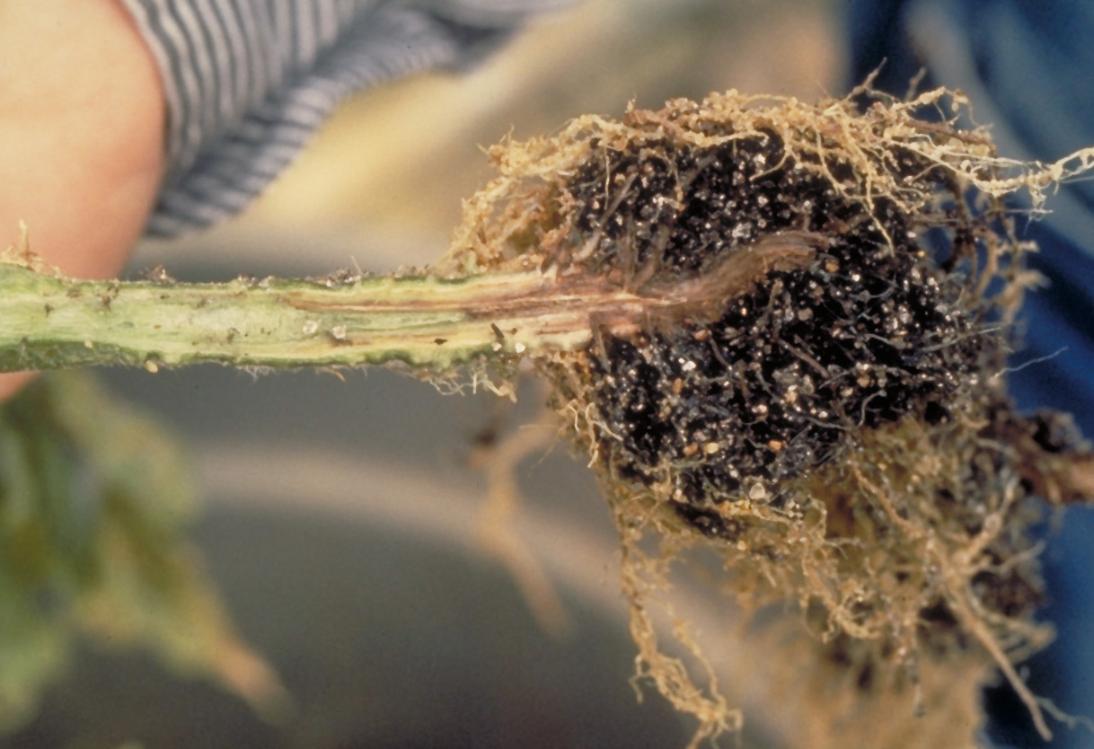 Fusarium crown rot