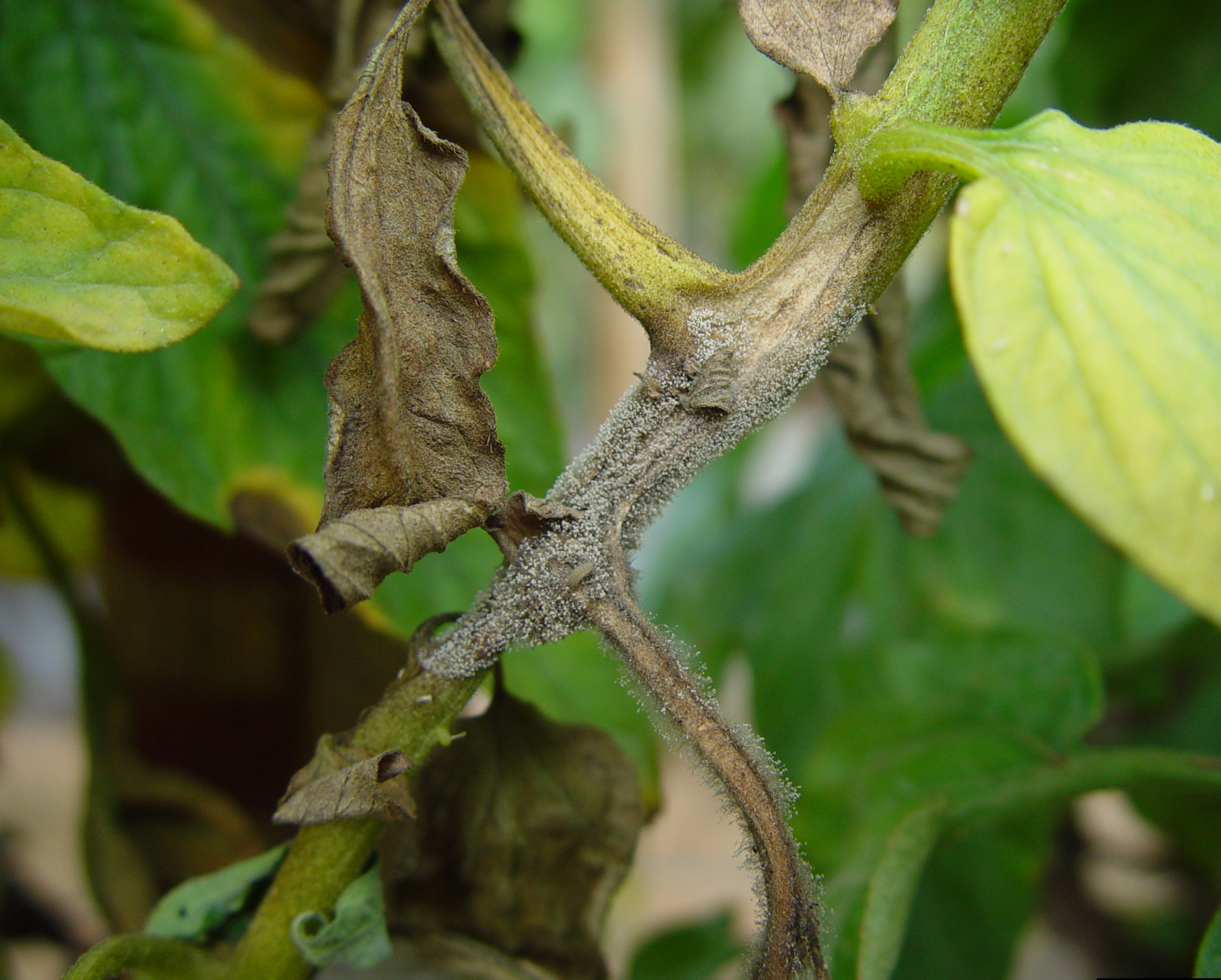 Gray mold Botrytis stem.