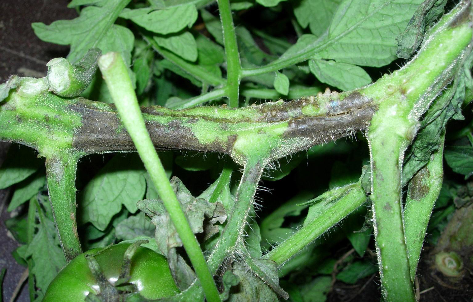 Late blight stem.