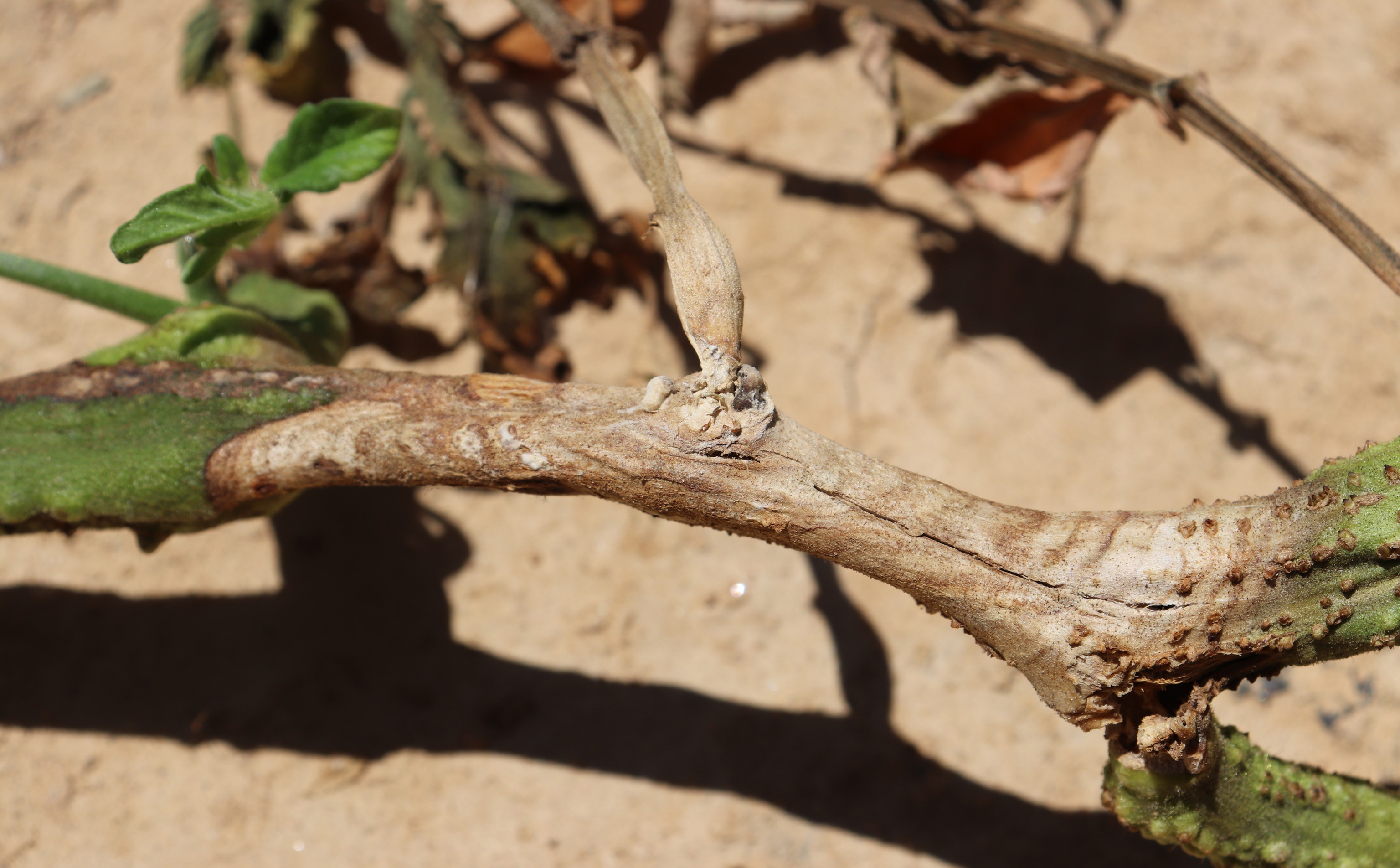 Timber rot on stem.