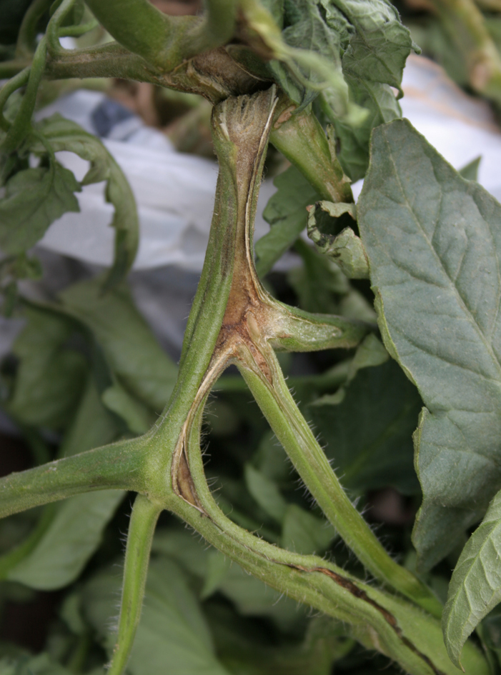 Bacterial canker stem canker.