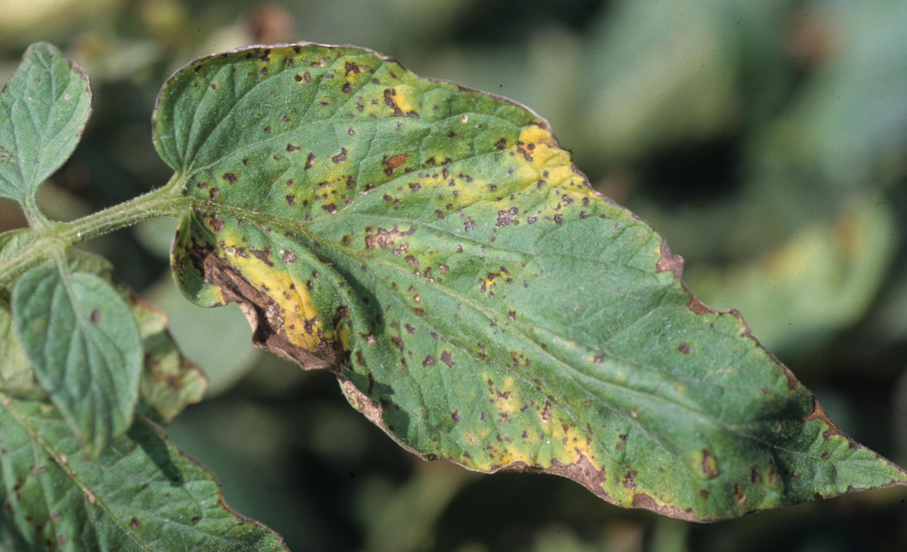 Bacterial speck on leaf.