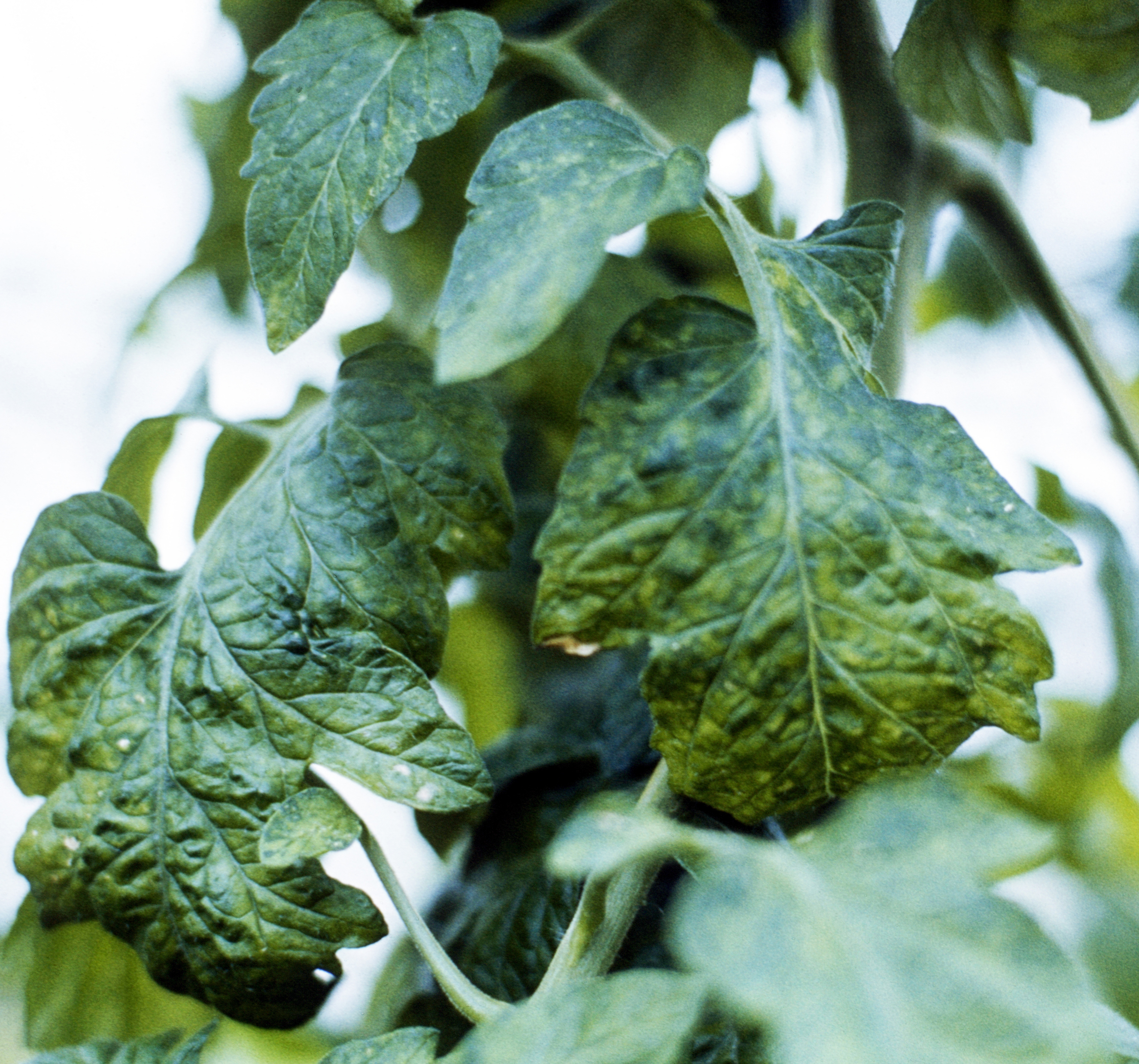 Tobacco mosaic virus foliage.