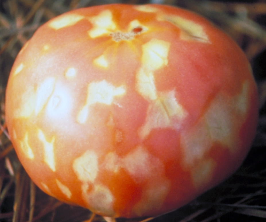 Yellow strain fruit.