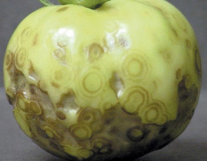 Tomato spotted wilt virus