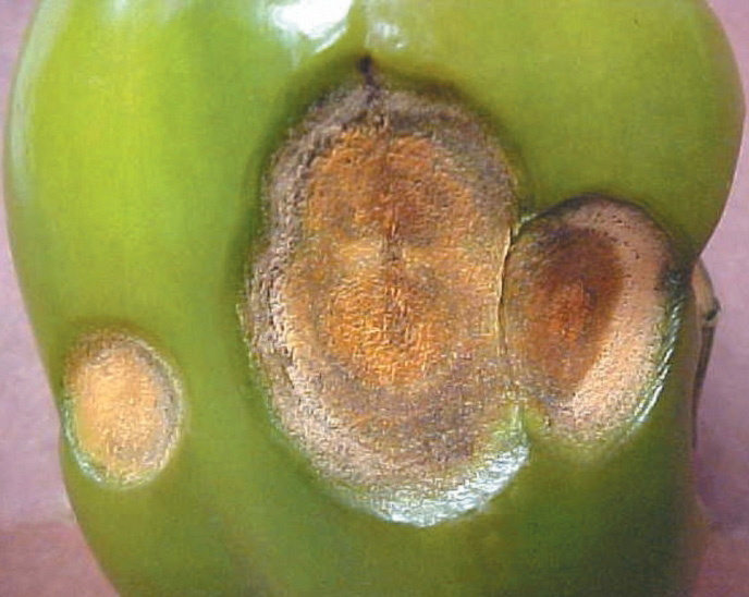 Anthracnose on fruit.