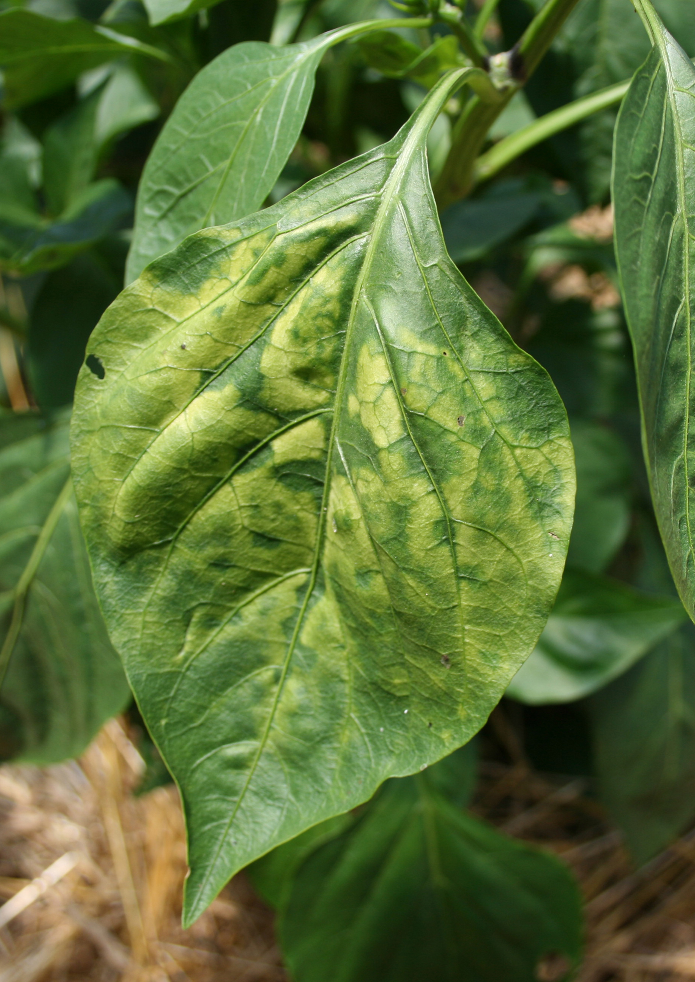 Alfalfa mosaic virus on pepper.