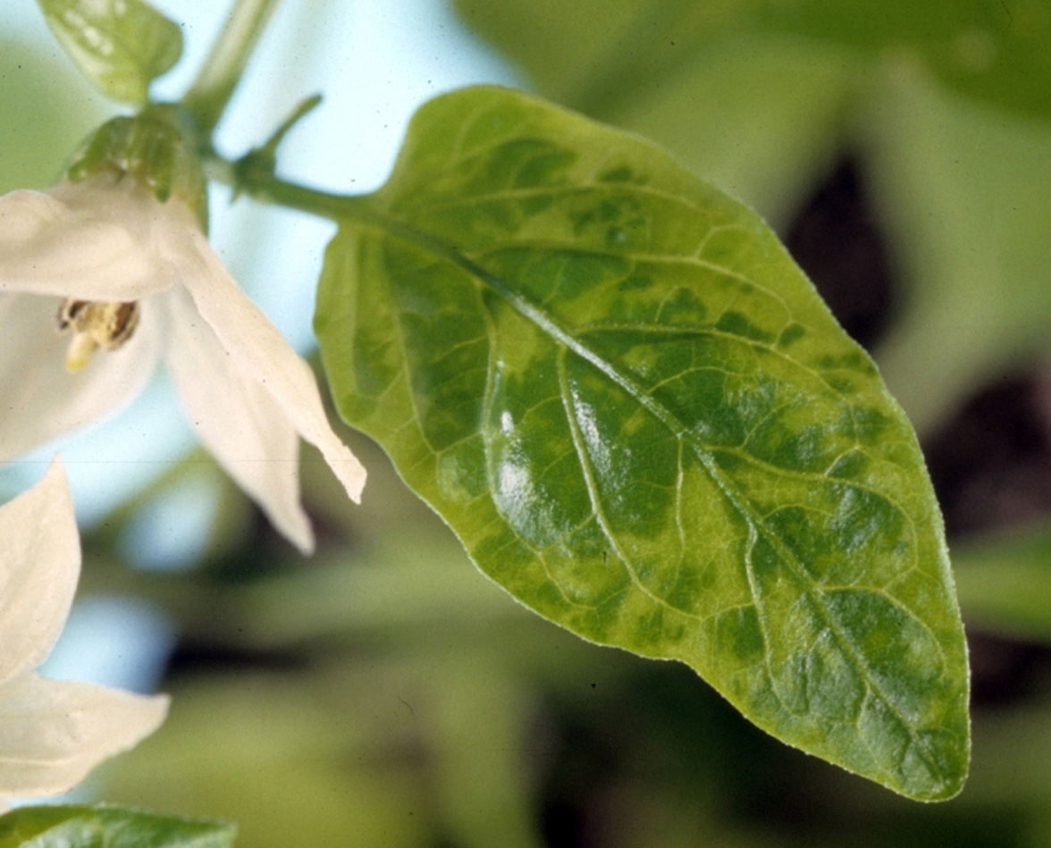 Cucumber mosaic virus on leaves.