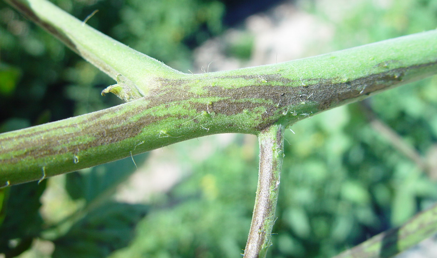 Tomato spotted wilt virus