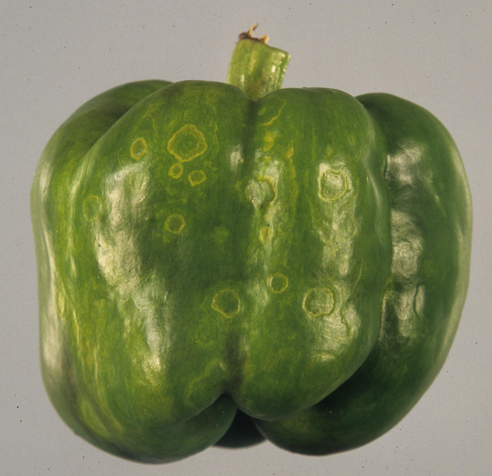 Tomato spotted wilt virus