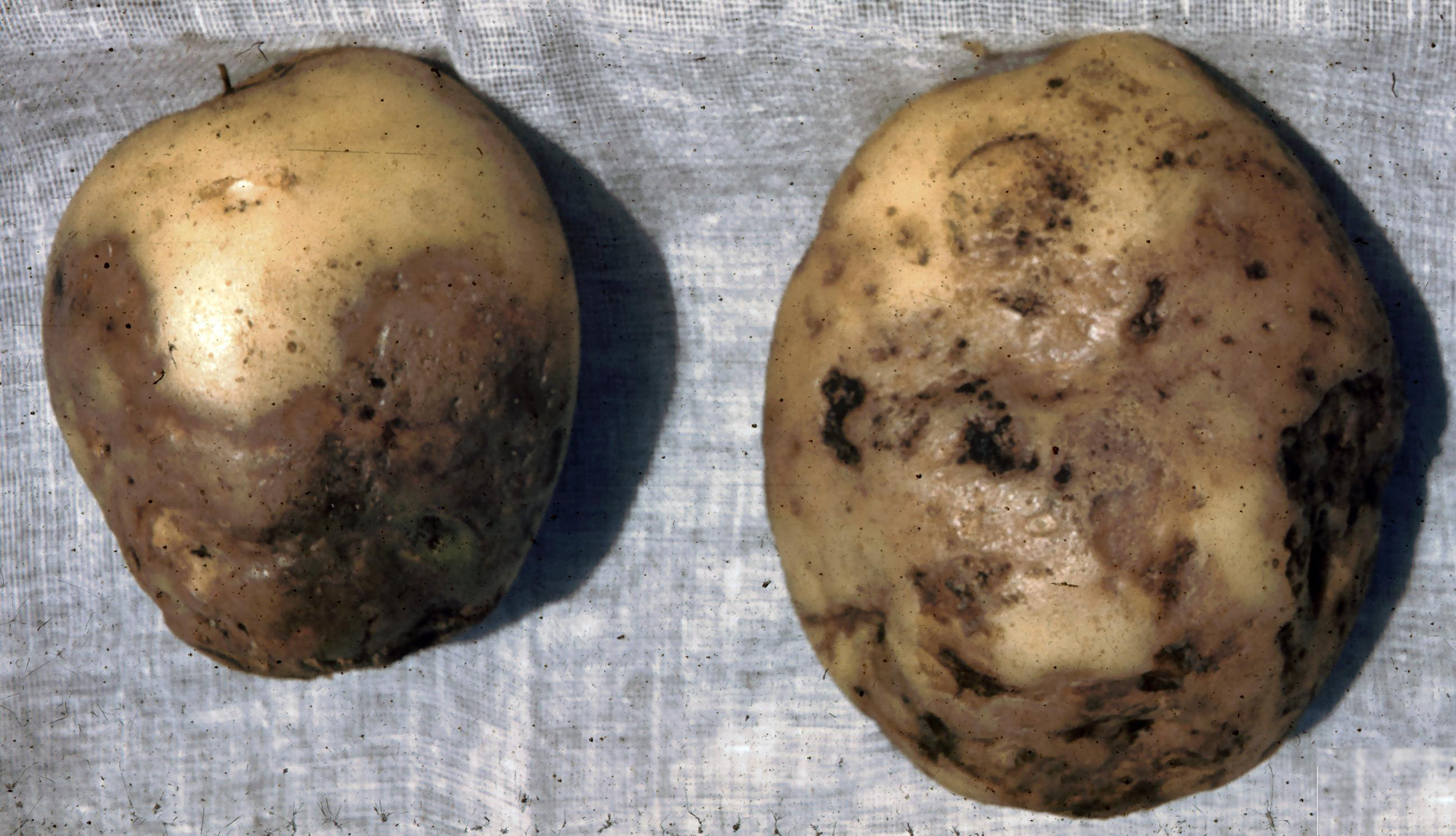 Late blight on tuber.