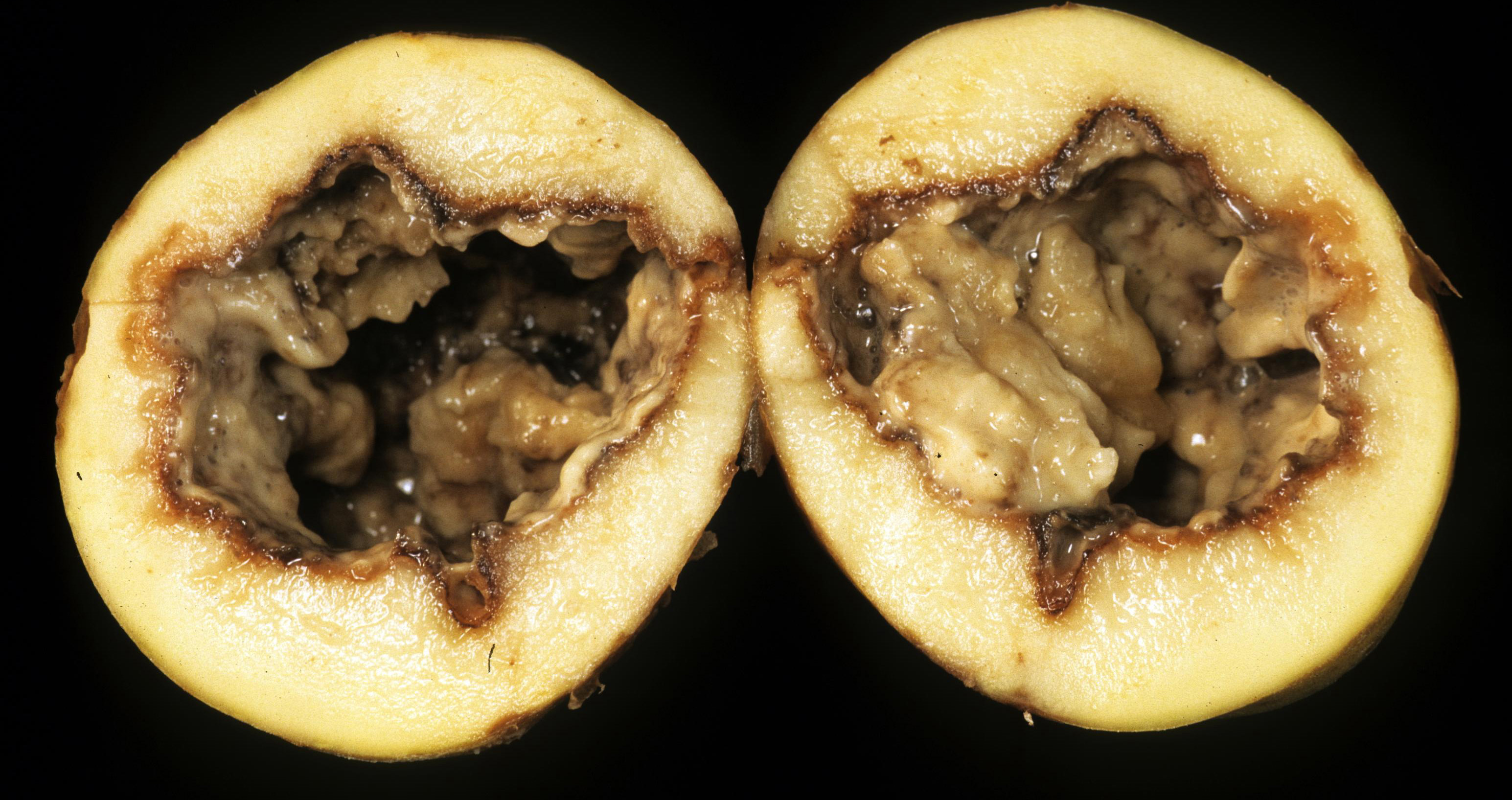 Bacterial soft rot.