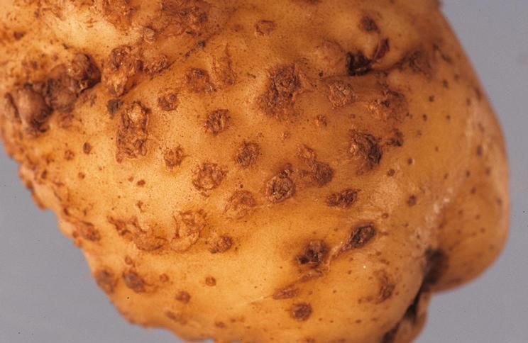 Root-knot nematode on potato.