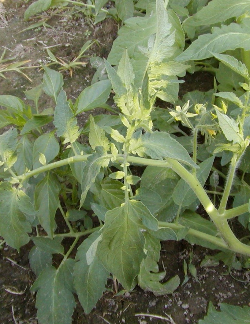 Roundup injury to tomato