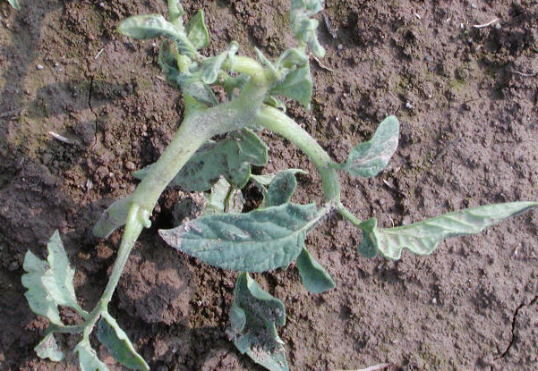 2,4-D (2,4 dichlorophenoxyacetic acid) damage to tomato foliage.