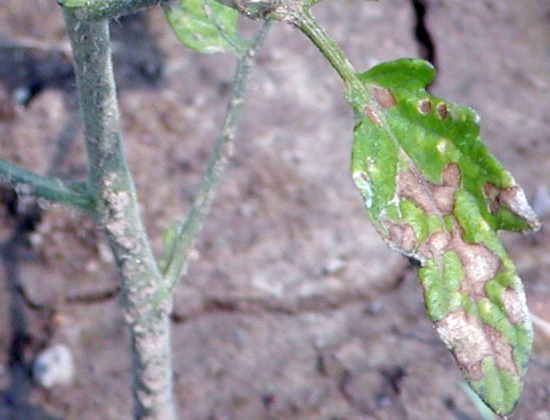 Gramoxone (paraquat) damage to tomato.