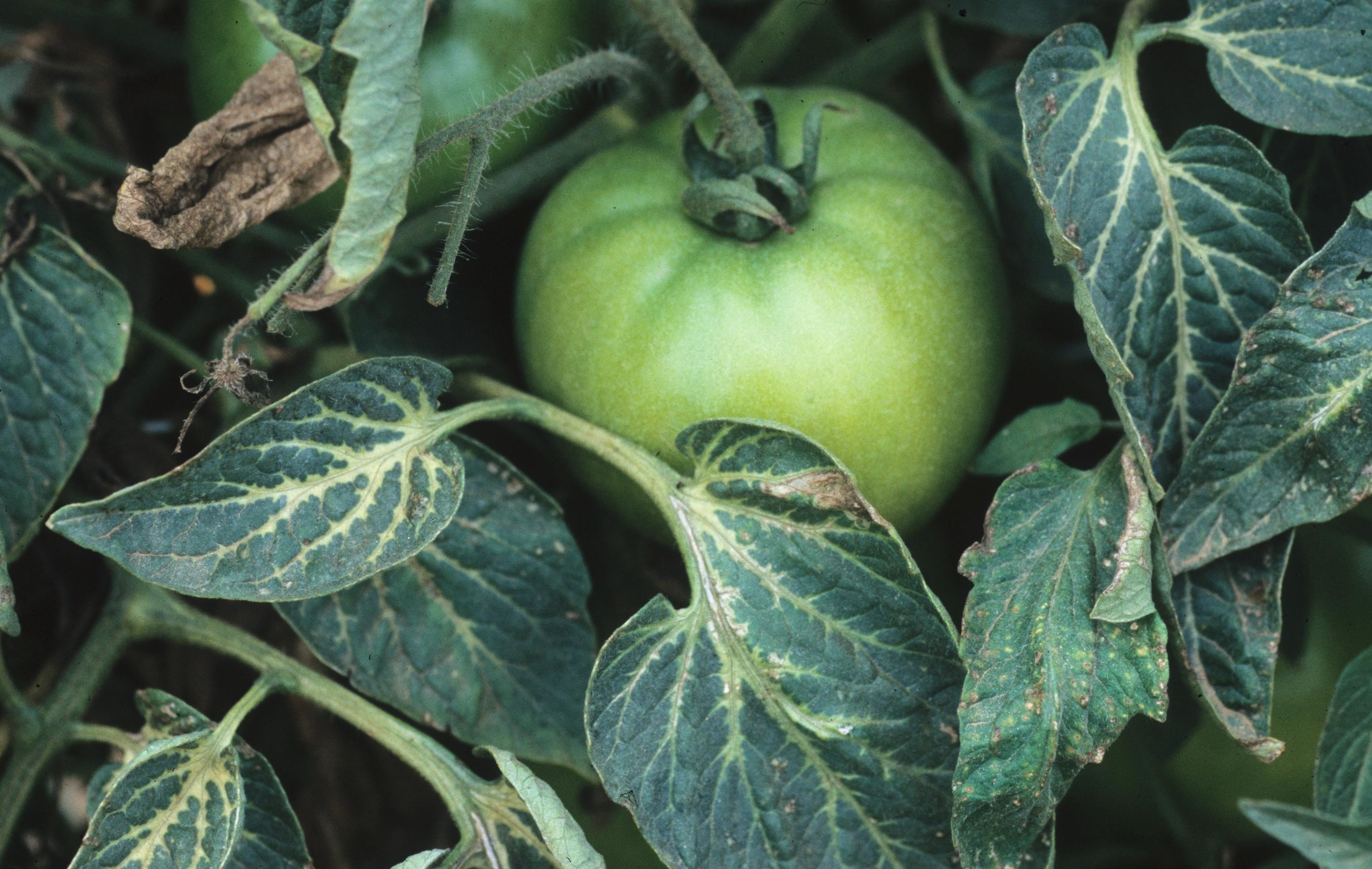 Command (Clomazone) damage to eggplant foliage.