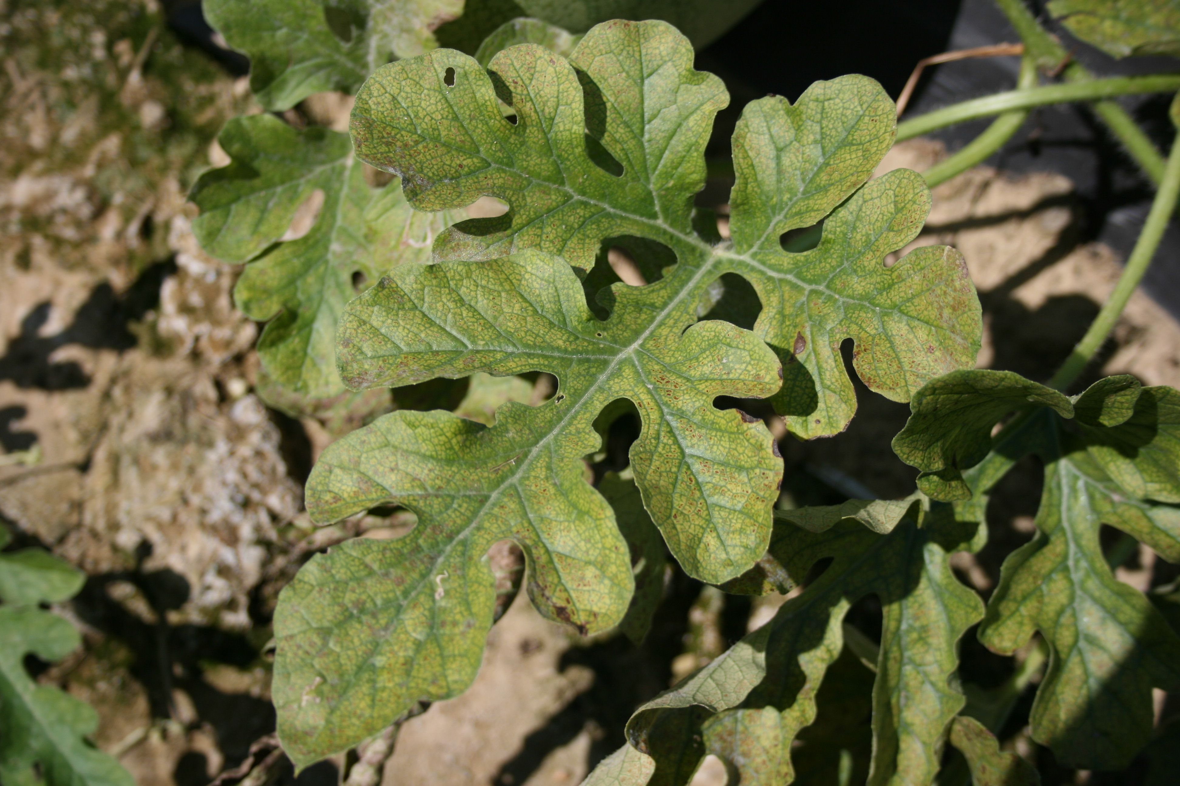 Early ozone injury to watermelon.