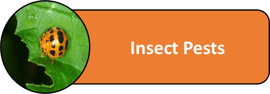 Insect Pests