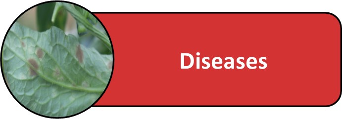 Diseases of solanaceous crops